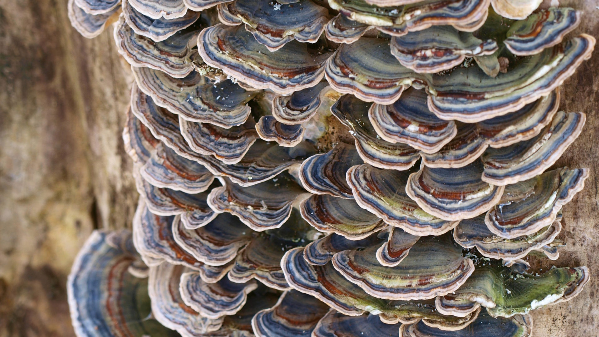 Wood and tree fungi