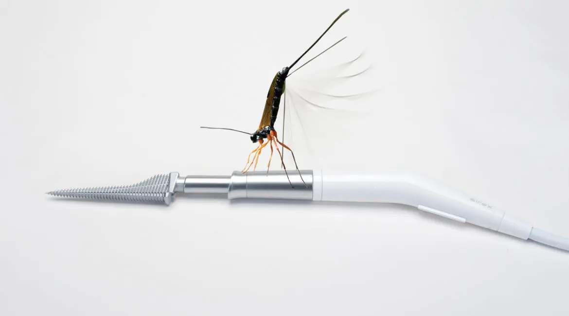 Sirex