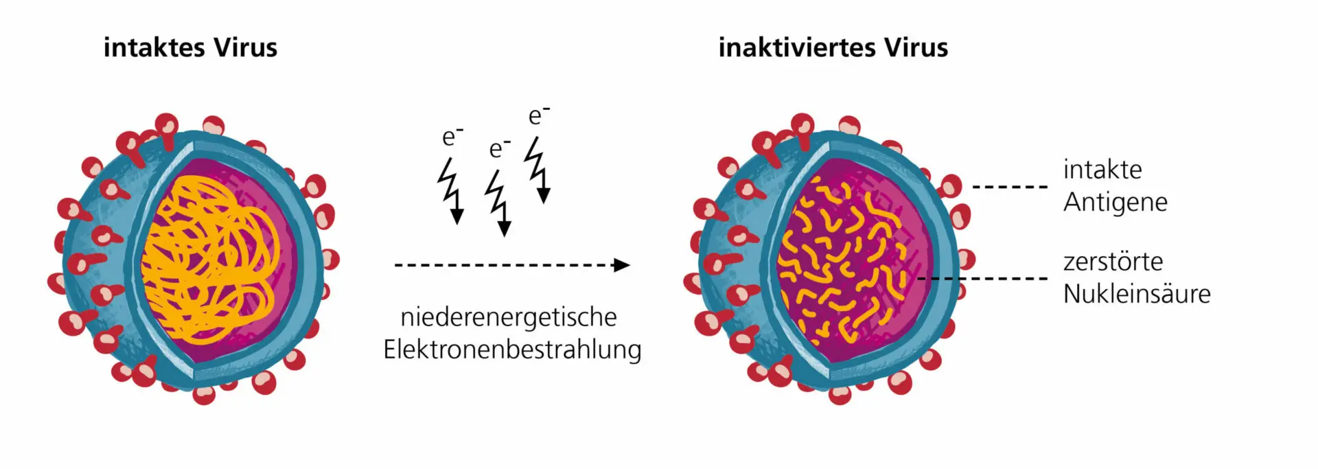 Grafik: Elektronenbestrahlung von Viren