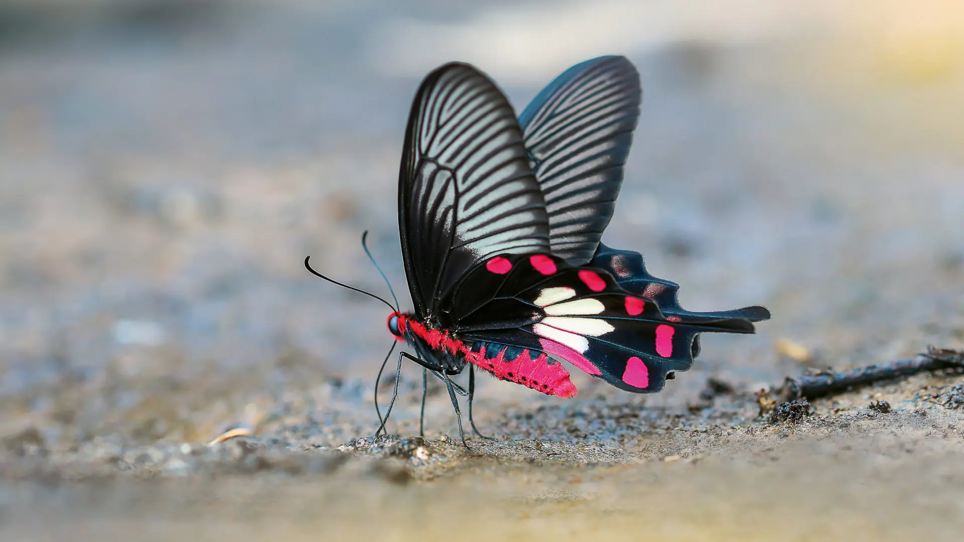 Bohren-Schmetterling